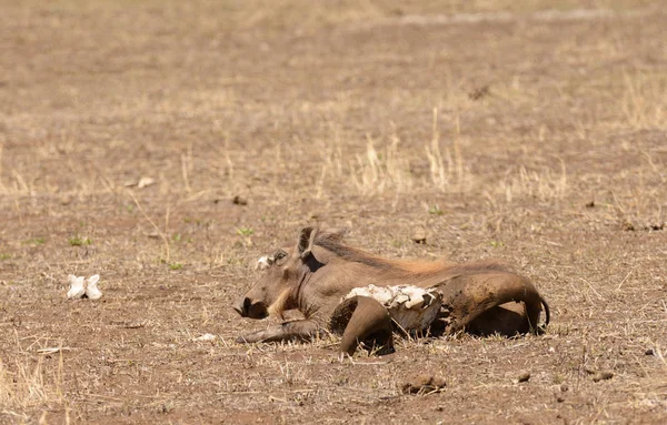 Primer Plano Warthog Nombre Científico Phacochoerus Aethiopicus Ngiri Swaheli Serengeti —  Fotos de Stock