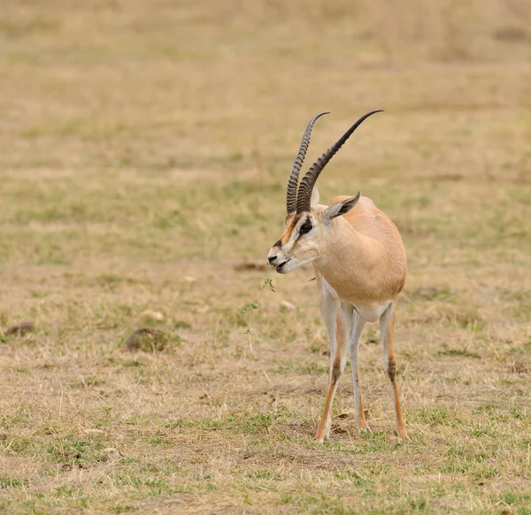 格兰特的瞪羚特写 科学名称 Granti Robertsi Swala Granti Swaheli Ngorogoro 国家公园 坦桑尼亚 — 图库照片