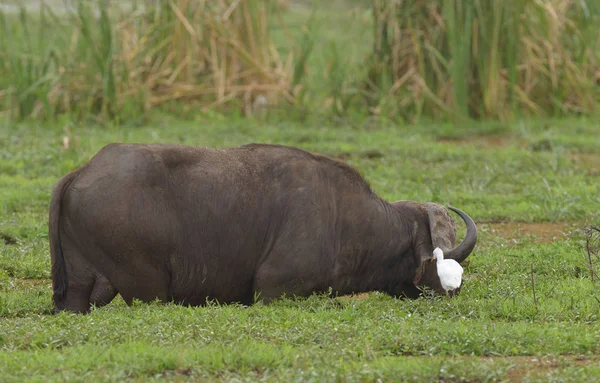 Zbliżenie Buffalo Nazwa Naukowa Syncerus Caffer Lub Nyati Lub Mbogo — Zdjęcie stockowe