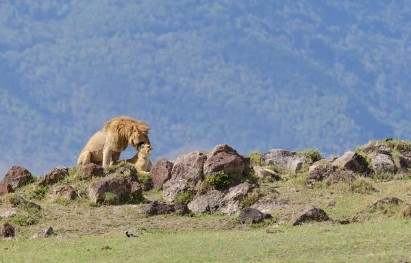 Primo Piano Orgoglio Leone Nome Scientifico Panthera Leo Simba Swaheli — Foto Stock