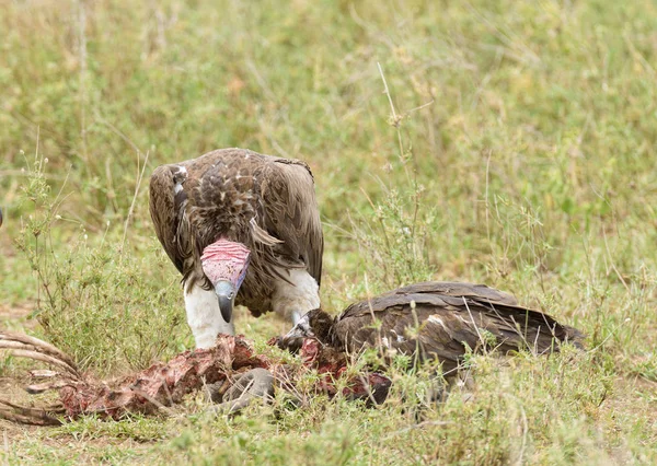 Füles Arcú Keselyűk Torgos Tracheliotos Egy Hasított Serengeti Szedés Jogdíjmentes Stock Fotók