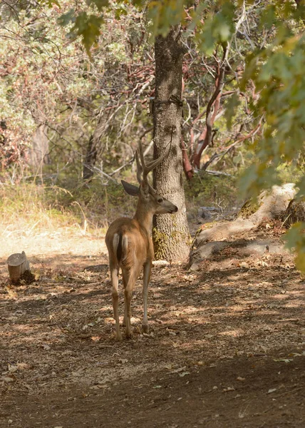 Svart Svans Buck Kalifornien Glida Genom Skogen — Stockfoto