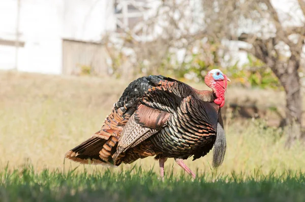 Tom Turkey Struting Looking Mate Spring — Stock Photo, Image