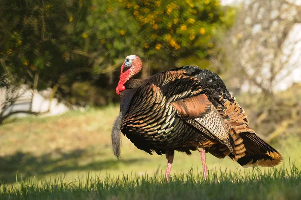 Tom Pavo Puntal Busca Compañero Primavera — Foto de Stock