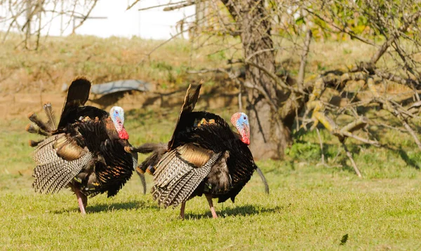 Tom Turkey Strutting Looking Mate Spring — Stock Photo, Image