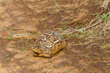 Closeup of Leopard tortoise (scientific name: Testudo pardalis, or 