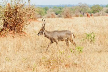 Waterbuck (bilimsel adı: Kobus ellipsiprymnus, veya Swaheli dilinde 