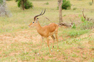 Impala closeup (bilimsel adı: Aepyceros melampus, ya da 