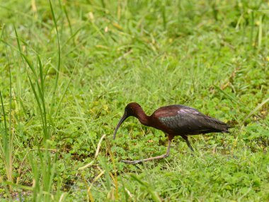 Glossy Ibis (Plegadis falcinellus) yiyecek arıyor