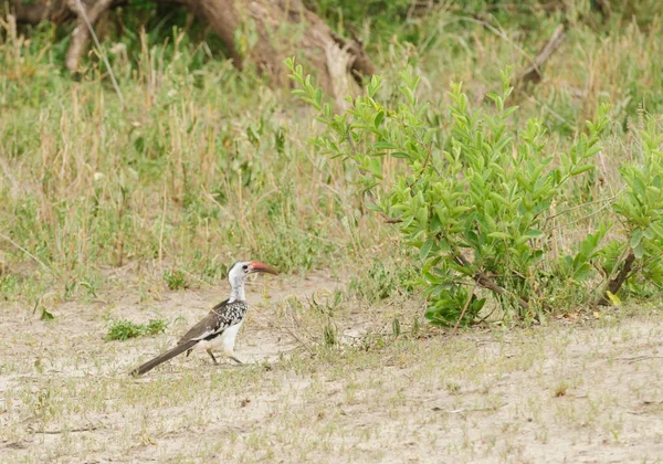 Hornbill Czarnogłowy Tockus Erythrorhynchus — Zdjęcie stockowe