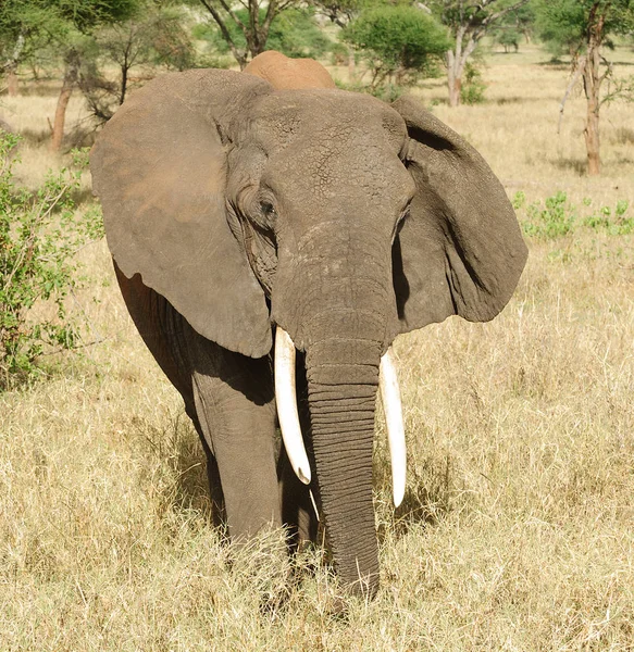 Zbliżenie Słonia Afrykańskiego Nazwa Naukowa Loxodonta Africana Lub Tembo Suaheli — Zdjęcie stockowe