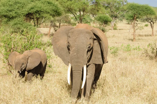 Szekrény Afrikai Elefánt Tudományos Név Loxodonta Africana Vagy Tembo Swaheli — Stock Fotó