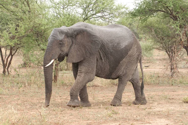 Zbliżenie Słonia Afrykańskiego Nazwa Naukowa Loxodonta Africana Lub Tembo Suaheli — Zdjęcie stockowe