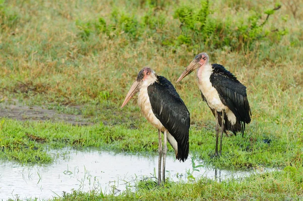 Marabou Storks Leptoptilos Cremeniferus Vid Pddle Tarangire Nationalpark — Stockfoto