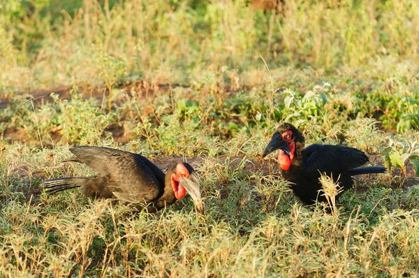 南方地角 Bucorvus Leadbeateri 是一种稀有物种 — 图库照片