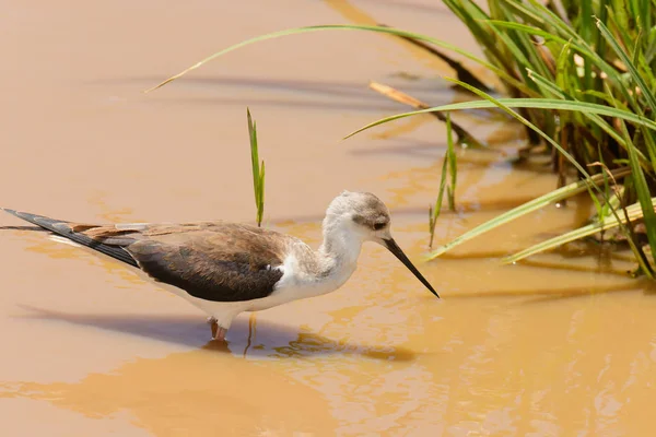 Black Winged Stilt Himantopus Himantopus — Stock Photo, Image