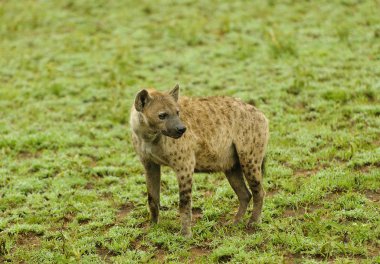Benekli sırtlan (Crocuta crocuta) Tarangire Milli Parkı'nda