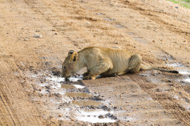 Bir aslan gurur closeup (bilimsel adı: Panthera leo veya Swaheli 