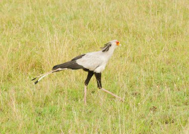 Secretarybird (yay serpentarius) Tarangire Milli Parkı'nda