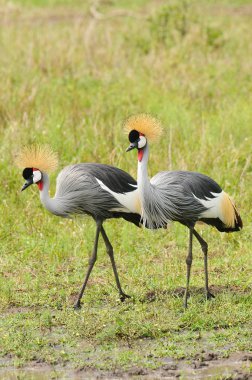 Taçlı Turna (Balearica regulorum))