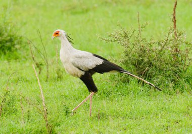 Serengeti Milli Parkı 'nda Sekreterkuşu (Yay Yılan Yılan)