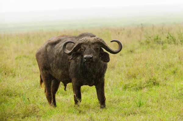Gros Plan Buffalo Nom Scientifique Syncerus Caffer Nyati Mbogo Swaheli — Photo