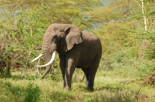 Primer Plano Del Elefante Africano Nombre Científico Loxodonta Africana Tembo —  Fotos de Stock