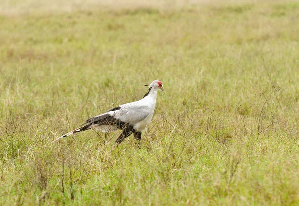 Sekretarz Bird Strzelec Serpentarius — Zdjęcie stockowe