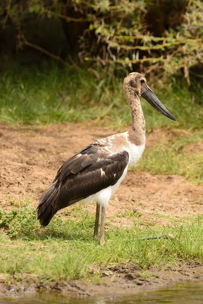 Незрелый Седлоклювый Аист Ephippiorhynchus Senegalensis Озере Маньяра Национальный Пар — стоковое фото