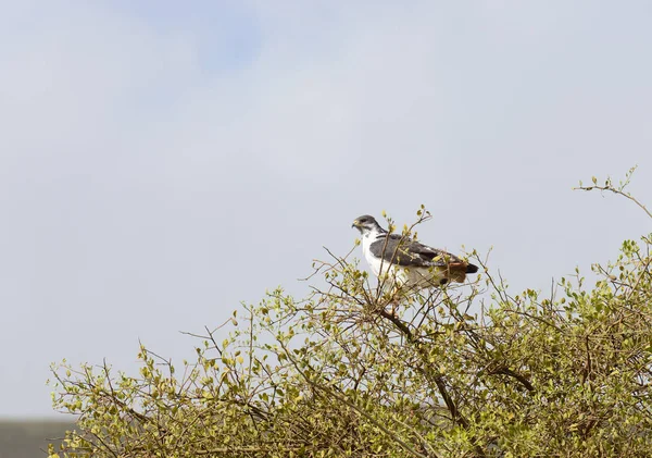 Augur Buzzard Nom Scientifique Buteo Rufofuscus Dans Zone Conservation Ngorongoro — Photo
