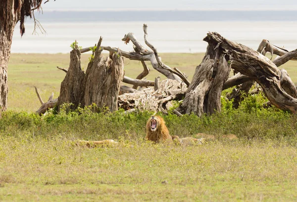 Primer Plano Orgullo León Nombre Científico Panthera Leo Simba Swaheli — Foto de Stock
