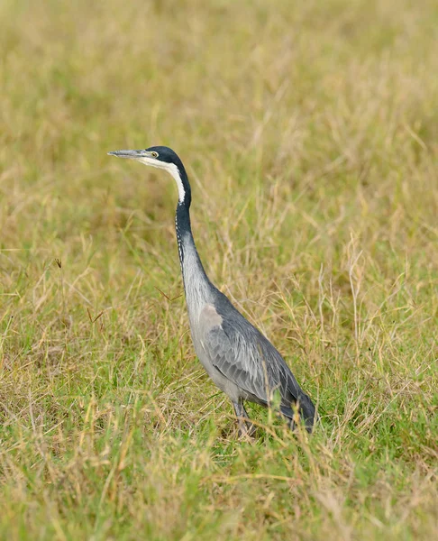 Black Headed Heron Scientific Name Ardea Melanocephala Ngorongoro Crater Conservancy — Stock Photo, Image