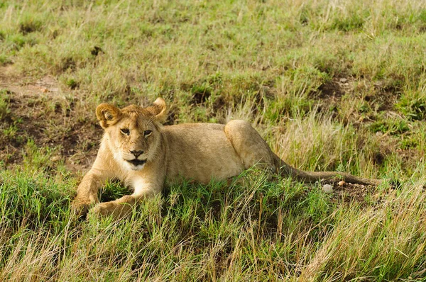 Primer Plano Orgullo León Nombre Científico Panthera Leo Simba Swaheli —  Fotos de Stock