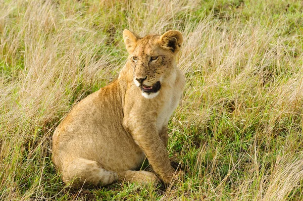 Gros Plan Une Fierté Des Lions Nom Scientifique Panthera Leo — Photo