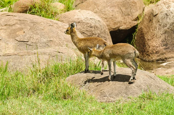 Primer Plano Klipspringer Nombre Científico Oreotragus Oreotragus Mbuzi Mawe Swaheli — Foto de Stock