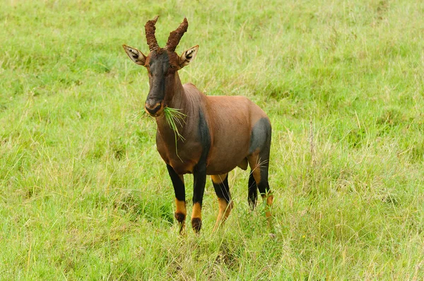 科学名称 Lunatus Jimela Nyamera 在塞伦盖蒂 Swaheli 塔兰吉雷湖 曼雅国家公园 坦桑尼亚 — 图库照片