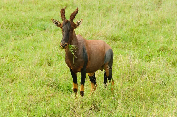 Topi Tieteellinen Nimi Damaliscus Lunatus Jimela Tai Nyamera Swahelissa Serengeti — kuvapankkivalokuva