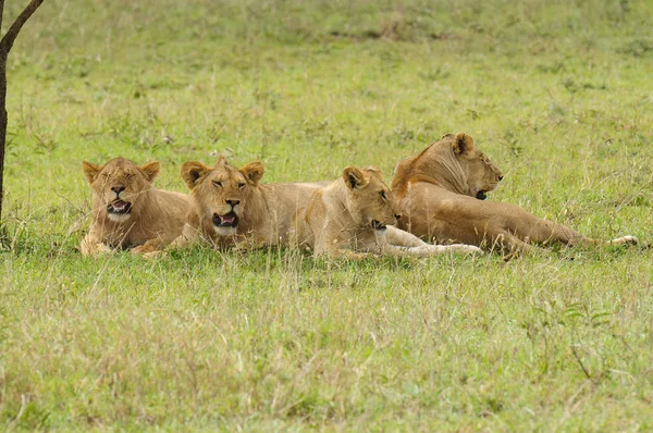 Closeup Lion Pride Scientific Name Panthera Leo Simba Swaheli Serengeti — Stock Photo, Image