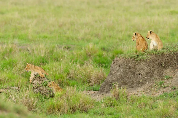 坦桑尼亚塞伦盖蒂国家公园的一群小狮子在玩耍 Panthera Leo 斯瓦希里语的 — 图库照片