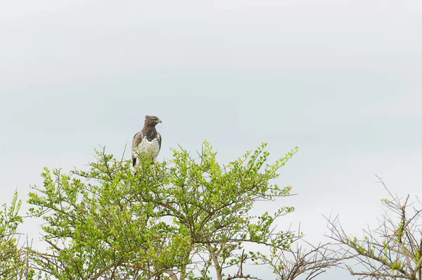 木の上に眠る鷲 ポエメトゥス ベリコス — ストック写真