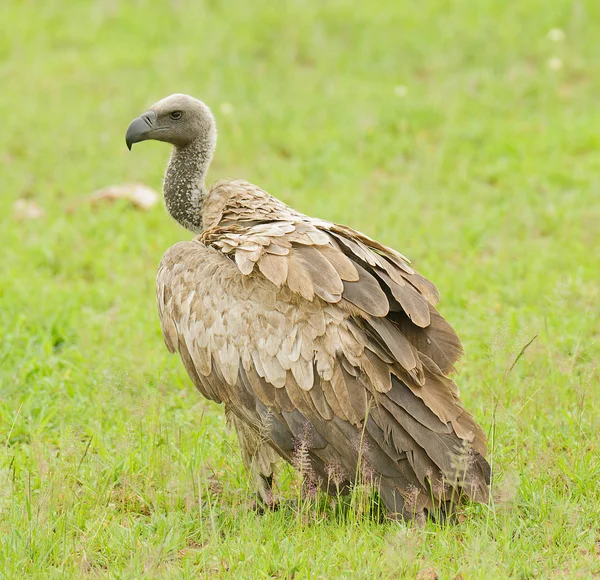 Closeup White Backed Vulture Gyps Bengalensis — Stock Photo, Image