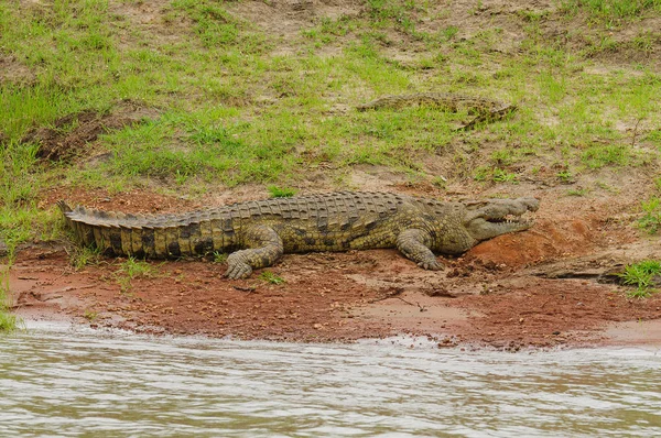 Nile Crocodile Crocodylus Niloticus Mamba Суахели Национальном Парке Серенгети Танзания — стоковое фото