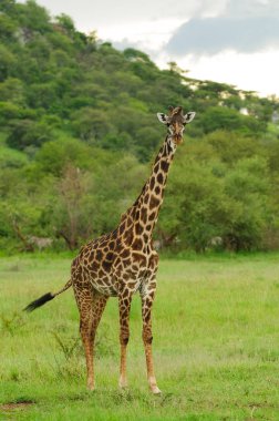 Serengeti Milli Parkı, Tanzanya'da bulunan Safari alınan Closeup, Masai zürafa (zürafa zürafa tippelskirchi ya da Swaheli 