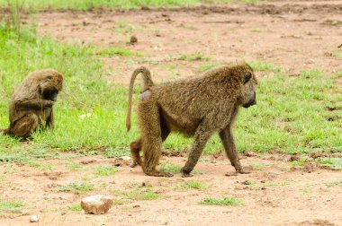 Olive Baboons 'un (bilimsel adı: papio anubis, veya Swaheli' deki Nyani) Tanzanya 'daki Manyara Gölü Ulusal Parkı' nda çekilmiş fotoğrafı.