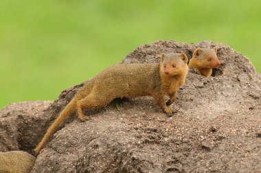 Termit tepesinde Cüce firavun faresi (Helogale parvula)