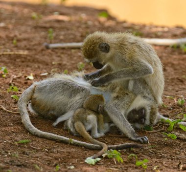 Vervet Maymunu (Cercopthecus aethiops, veya Swaheli 'de Tumbiili), Tanzanya' daki Manyara Gölü Milli Parkı 'nda