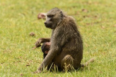 Tanzanya 'daki Manyara Gölü Ulusal Parkı' nda Olive Baboons 'un (papio anubis, or yani in Swaheli) yakın çekimi
