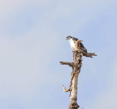 Augur Şahini (Buteo rufofuscus, Ngorongoro Koruma Alanı, Tanzanya