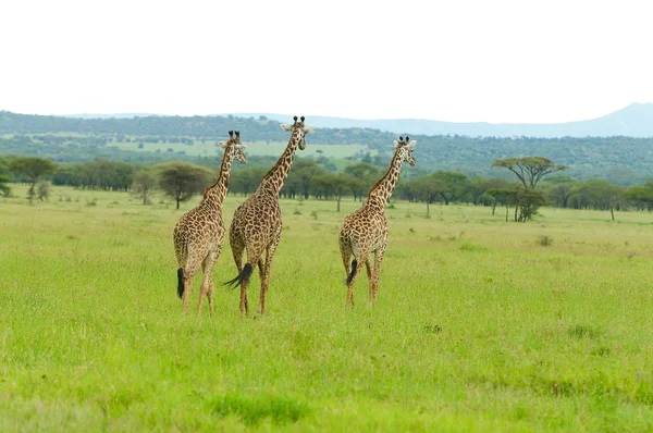 Gros Plan Girafe Masai Giraffa Camelopardalis Tippelskirchi Twiga Swaheli Image — Photo