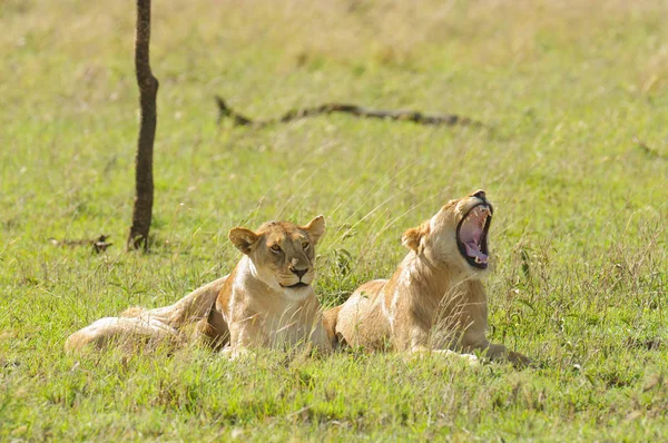 Pair Lions One Yawning Panthera Leo Simba Swaheli Serengeti National — Stock Photo, Image